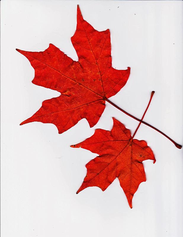 Maple leaves 20101015.jpg